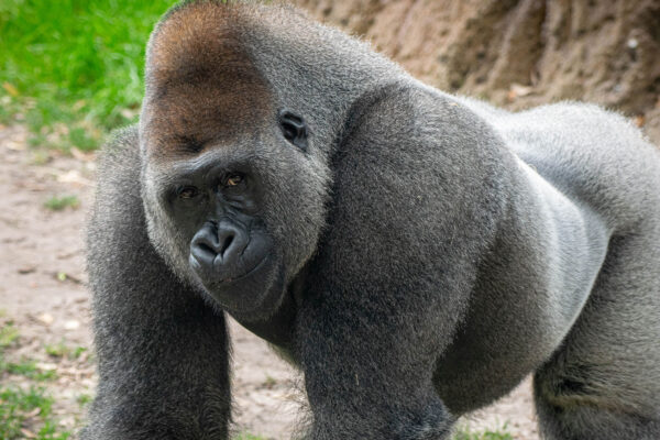 Western Lowland Gorillas