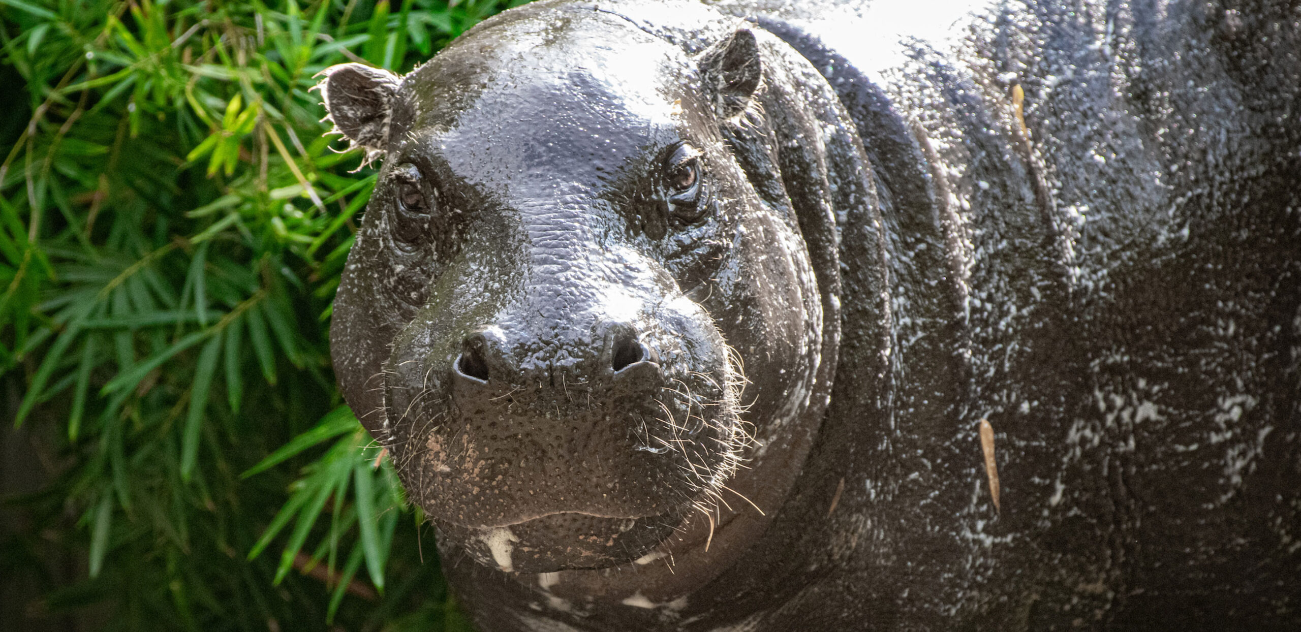 Houston Zoo Experience