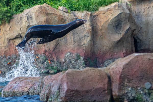 California Sea Lions